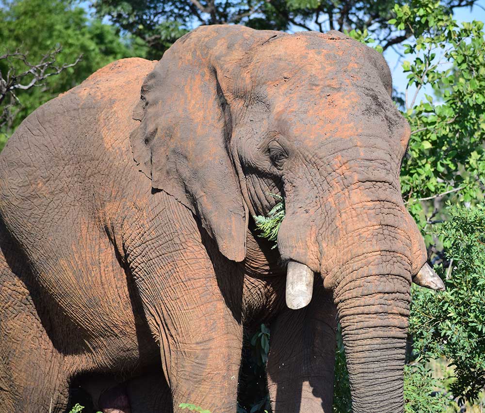 Big Five Elephant at Sekala Private Game Lodge