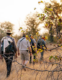 Guided Bush Walk at Sekala Private Game Lodge