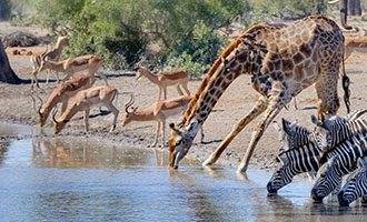 Antelope gathering at Sekala's active waterhole