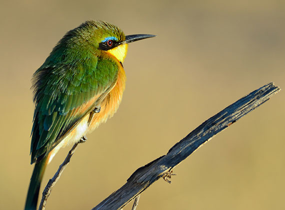 Bird watching at Sekala Private Game Lodge