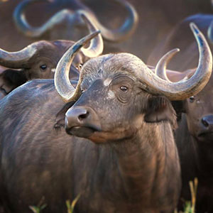 Buffalo sighting during Welgevonden safari