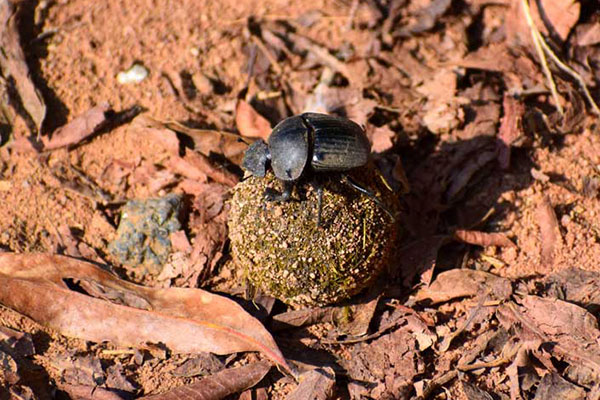 Ecosystem exploration in Waterberg region