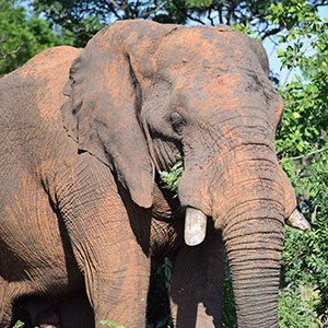 Elephant herd sighting during Welgevonden game drive