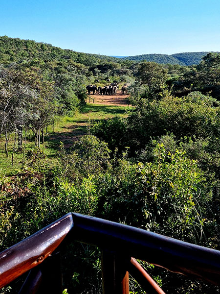 Elephants at waterhole in front of Sekala lodge