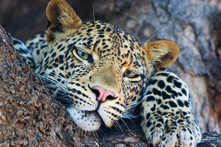 Exclusive leopard sighting during private game drive