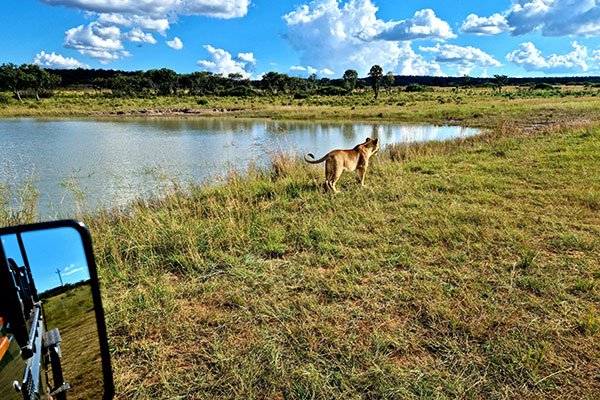 Exclusive safari experience at Sekala Private Game Lodge