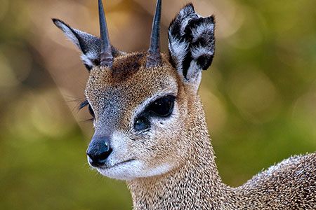 Klipspringer in Waterberg mountains