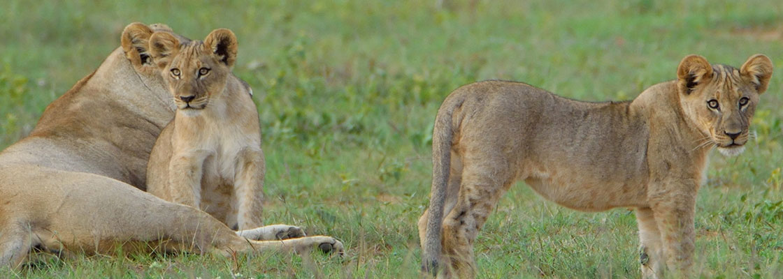 Lion pride spotted on Sekala safari experience