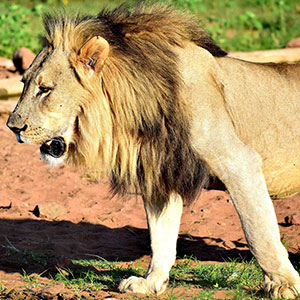 Lion sighting during Sekala game drive