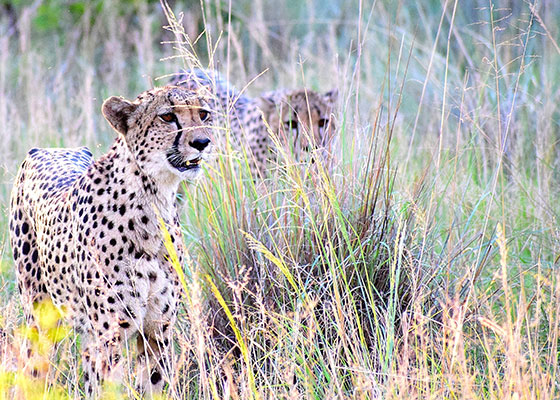 Nearby reserves near Sekala Private Game Lodge