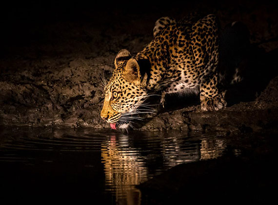 Night safari at Sekala Private Game Lodge