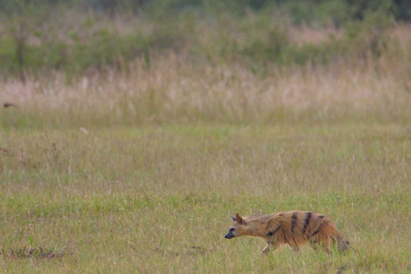 Open grasslands in Welgevonden
