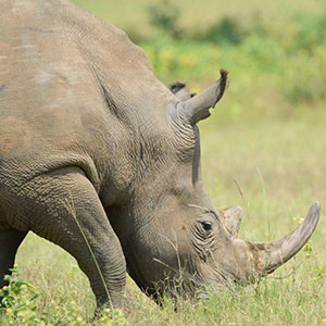 Rhino sighting on Sekala game drive