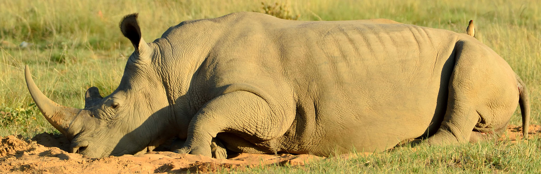 Rhinoceros in Welgevonden Game Reserve near Sekala Lodge