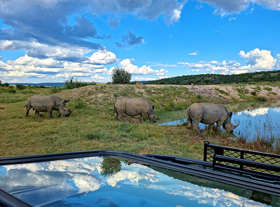 Safari game drive experience at Sekala Private Game Lodge
