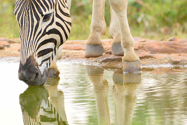 Waterhole in Welgevonden Reserve