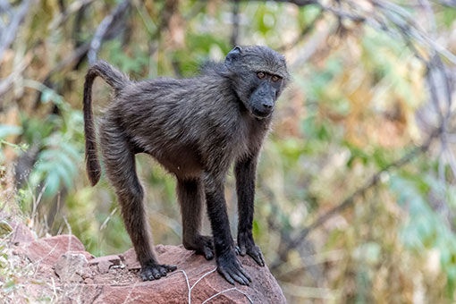 Wildlife conservation at Welgevonden Game Reserve