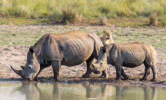 Wildlife photography from Sekala's hide