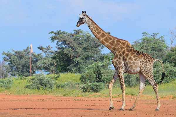 Wildlife viewing in Waterberg Biosphere