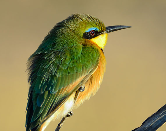 Bird Watching Guide for Welgevonden Game Reserve