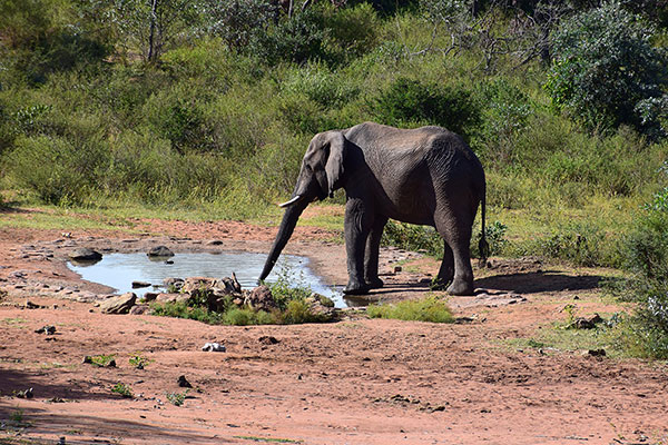 Single elephant drinking at Sekala waterhole