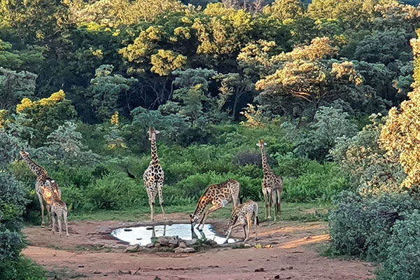 Five giraffes drinking water Welgevonden reserve