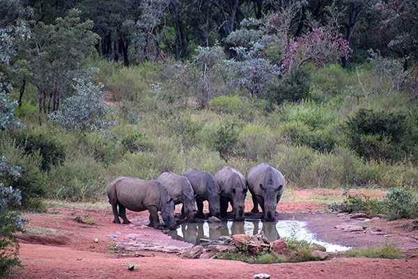 Five rhinos drinking water viewed from Sekala hide