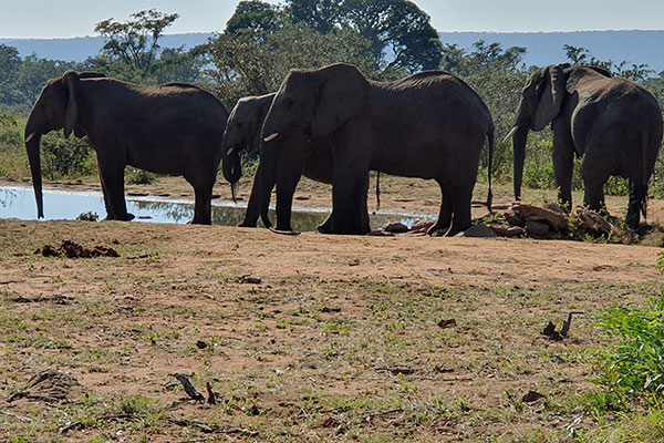 Four elephants drinking water at Welgevonden waterhole
