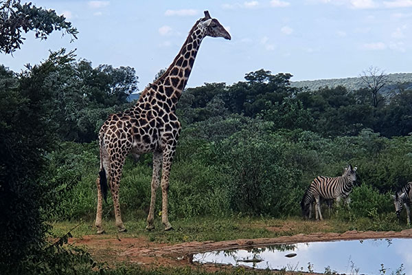Giraffe approaching waterhole Sekala private lodge