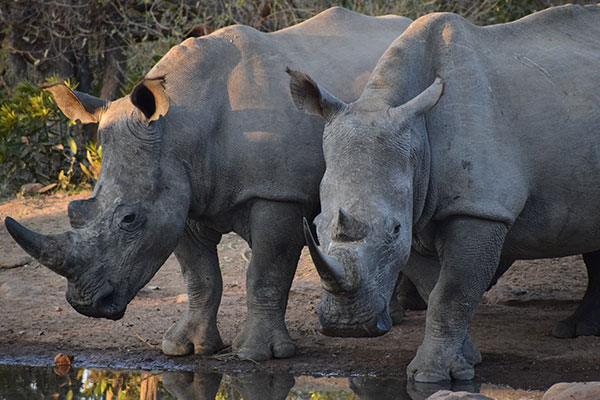 Pair of rhinos drinking water Welgevonden reserve