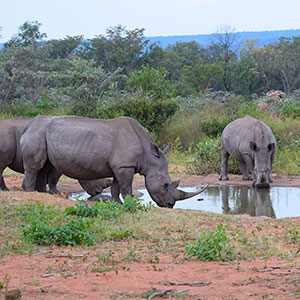Group of three white rhinos drinking at waterhole in Welgevonden Game Reserve